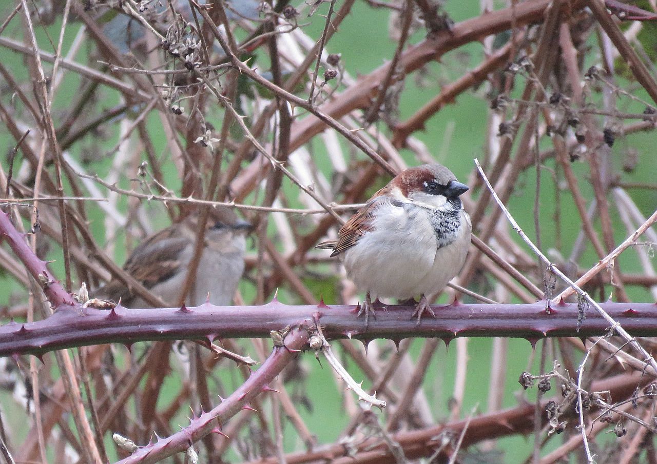  Male House Sparrow 